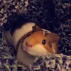 deanadenton - @mayble_theguineapig - TikTok