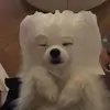 deandirk - @deandirk - TikTok