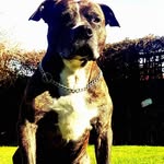 Finley Dean - @finleydean - Instagram