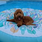 Finley Dean - @finleydeandoodle - Instagram