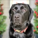 Dean Franks - @adeanfranks - Instagram