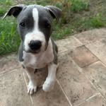 Dean - @dean.and.friend - Instagram