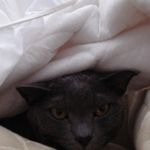 Dean Goetz - @dgoetz001 - Instagram