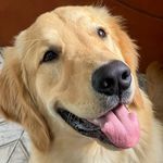 Dean 🐾 - @_dean.golden - Instagram