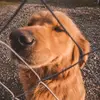 Dean 🐾 - @deanwgolden - TikTok