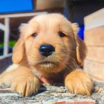 Dean - @dean.goldenretriever - Instagram