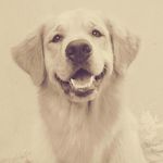 Dean - @deangolden061116 - Instagram