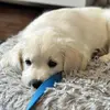 Dean - @deanthegolden - TikTok
