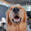 Dean, o Golden 🐶 - @deangoldenretriever - TikTok