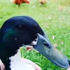 deangolden2014 - @deangolden2014 - TikTok