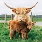 Dawn Goodall - Facebook