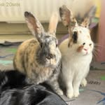 Dean & Gregory - @kayleighandthebuns - Instagram