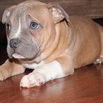 Dean Griffiths - @big_dg_kennels - Instagram