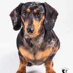 Say Woof! Photography LV - @dean_grindley - Instagram
