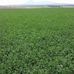 Dean Ives Farms - Facebook
