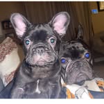 Lucca Janae + Buddy Dean - @lucca_the_frenchie_ - Instagram
