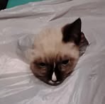 Milo Dean Jarrell - Facebook