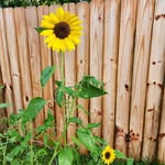 Jolly Dean Homestead - @jollydeanhomestead - Instagram