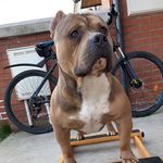 Dean keating - @dk.bullys_ - Instagram