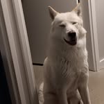 Dean Keating - @thepastalibrary - Instagram