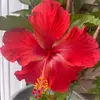 deannecrosskettle - @deannecrosskettle - TikTok