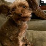 Louie Dean Kinney - @louie_the_schnoodle - Instagram