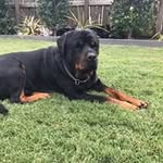 Dean Lovell - @dnolovell - Instagram
