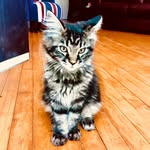 Dean The Maine Coon - @dean_mainecoon - Instagram