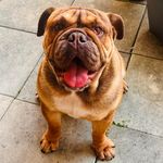 Dean Marcus Bornstein - @thecrabandthedragon - Instagram