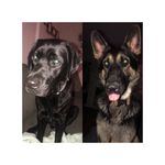Dean and Oakley - @smith_dogs_life - Instagram