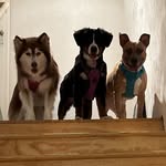 Pippi, Denali & Everest Peffley 🩵🤎 - @the3moutaindogs - Instagram