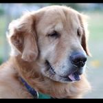 Dean Prince 👑 Therapy Dog 💙 - @princegoldenretrieverfortaleza - Instagram