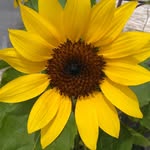 Sara Dean-Reardon - @countrycreek2020 - Instagram