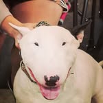 Dean Schaffer - @dogsandtheirpets - Instagram