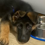 Dean🐾| German Shepherd - @deanoothedinoo - Instagram