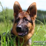 Dean Shepherd - @shiphra_shepherds - Instagram