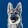 Dean the German Shepherd - @deanthatgsd - TikTok
