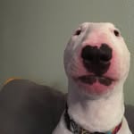 Dogs of Dean Street - @deanstreetdogwatch - Instagram