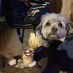 Margot - @dean_sumnerdogs - Instagram