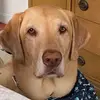 Deane Wheeler - @deane.wheeler - TikTok