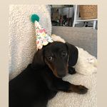 Dₑₐₙₑᵣ 🌭 - @deanerthewiener - Instagram