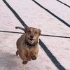 evilwiener Jimmy Dean - @evilwiener_jimmydean - TikTok