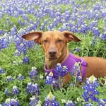 Jimmy Dean - @evilwienerjimmydean - Instagram
