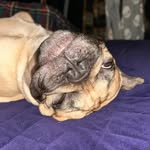 Deanna McClure - @pumpkin_brainz - Instagram