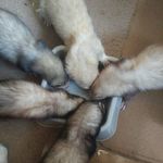 Deana Watson - @ferrets0404 - Instagram