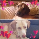 Deanna Kline Shea - @deanna_kline_shea12 - Instagram