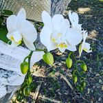 DeAnna Massey - @massey060 - Instagram