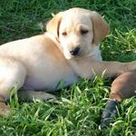 Deanna Abbott - @abbott_kennels - Instagram