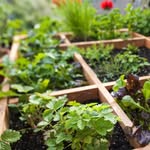 Deanna Beck - @thesquarefootgardener - Instagram