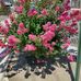 Deanna Bever - Facebook